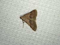 Bent-Winged Owlet Moth - Saratoga County, NY- 06/29/15