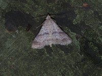 Bent-Winged Owlet Moth - Saratoga County, NY- 07/04/15