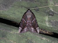 Betrothed Underwing Moth - Saratoga County, NY - 07/20/15