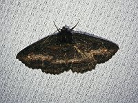 Lunate Zale Moth - Saratoga County, NY - 07/10/17