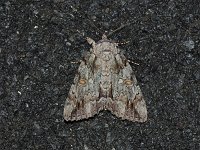 Bride Underwing Moth - Rensselaer County, NY - 08/21/15