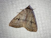 Brown Panopoda Moth - Saratoga County, NY - 07/03/17