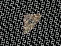 Common Fungus Moth - Saratoga County, NY - 06/16/15