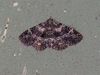 Common Fungus Moth - Saratoga County, NY - 07/12/15