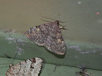 Common Idia Moth - Saratoga County, NY - 06/05/15