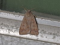 Common Oak Moth - Saratoga County, NY - 04/16/15