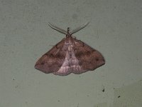 Dark Phalaenostola Moth - Saratoga County, NY - 07/04/15