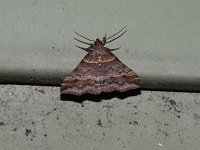 Dark-Spotted Palthis Moth - Saratoga County, NY - 06/02/15