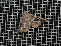 Decorated Owlet Moth - Saratoga County, NY - 07/17/15