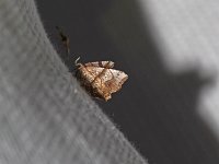 Decorated Owlet Moth - Saratoga County, NY - 07/18/15