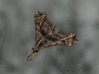 Faint-Spotted Palthis Moth - Saratoga County, NY - 08/16/15