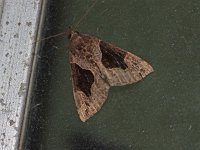 Flowing-Line Bomolocha Moth - Saratoga County, NY - 06/20/20