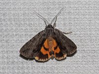 Graceful Underwing Moth - Saratoga County, NY - 07/15/15