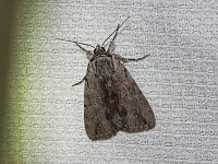 Graceful Underwing Moth - Saratoga County, NY - 07/15/15