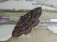 Green-Dusted Zale Moth - Hartford County, CT - 05/07/16
