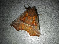 Herald Moth - Saratoga County, NY - 04/25/20