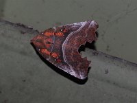 Herald Moth - Saratoga County, NY - 06/23/15