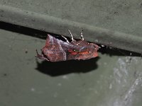 Herald Moth - Saratoga County, NY - 06/23/15