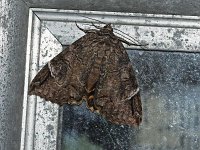 Locust Underwing Moth - Saratoga County, NY - 08/10/15