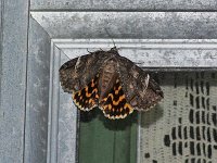 Locust Underwing Moth - Saratoga County, NY - 08/10/15