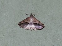 Lost Owlet Moth - Saratoga County, NY - 05/29/15