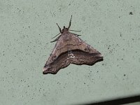 Lost Owlet Moth - Saratoga County, NY - 05/29/15