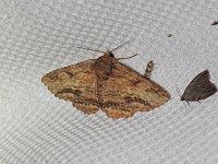 Lunate Zale Moth - Saratoga County, NY - 06/12/17