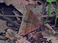 Maple Looper Moth - Saratoga County, NY - 05/17/15