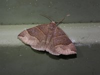 Maple Looper Moth - Saratoga County, NY - 08/15/15