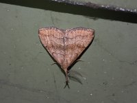 Pale Phalaenostola Moth - Saratoga County, NY - 07/02/15