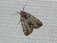 Praeclara Underwing Moth - Hartford County, CT - 08/01/15