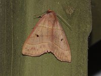 Red-Lined Panopoda Moth - Saratoga County, NY - 06/19/20