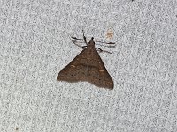 Sober Renia Moth - Saratoga County, NY- 06/24/15