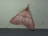 Speckled Renia Moth - Saratoga County, NY - 08/16/15