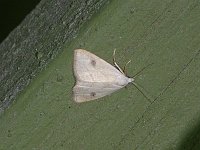 Spotted Grass Moth - Saratoga County, NY - 06/05/15