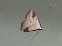 Spotted Grass Moth - Saratoga County, NY - 08/06/15