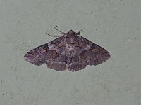 Washed-Out Zale Moth - Saratoga County, NY - 05/04/15