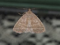 Yellowish Zanclognatha Moth - Saratoga County, NY - 07/10/15