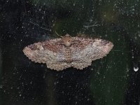 Zale phaeocapna - Saratoga County, NY - 05/09/15