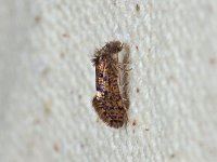 Chinquapin Leaf-Miner Moth - Saratoga County, NY - 05/02/15