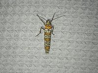 Ailanthus Webworm Moth - Saratoga County, NY - 06/05/15