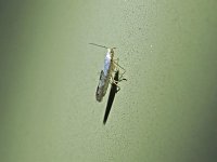 Apple Fruit Moth - Saratoga County, NY - 07/16/15