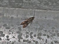 Blackberry Skeletonizer Moth - Saratoga County, NY - 05/04/15