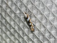 Bronze Alder Moth - Saratoga County, NY - 07/16/15