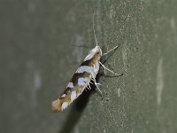 Bronze Alder Moth - Saratoga County, NY - 08/08/15