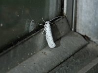 Orchard Ermine Moth - Saratoga County, NY - 07/01/15