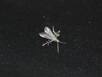 Schreckensteinia erythriella - Saratoga County, NY -  06/14/14