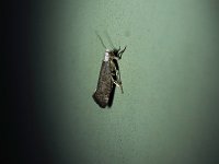 Swammerdamia caesiella - Saratoga County, NY - 05/18/15