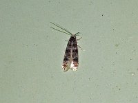 Homosetia bifasciella - Saratoga County, NY - 07/18/15