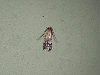 Homosetia costisignella - Saratoga County, NY - 06/04/15